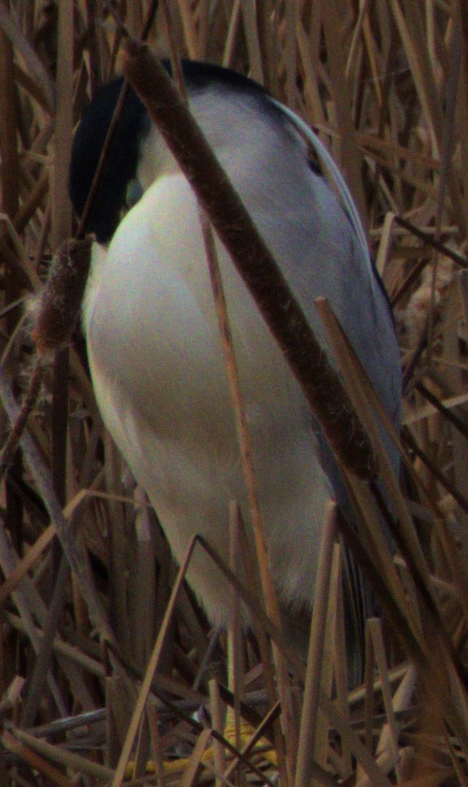 Black-crowned Night Heron - ML614346802