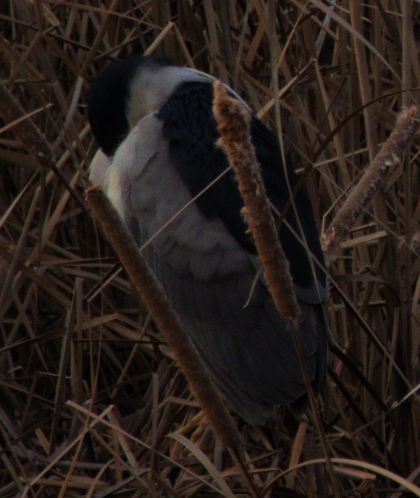 Black-crowned Night Heron - ML614346803