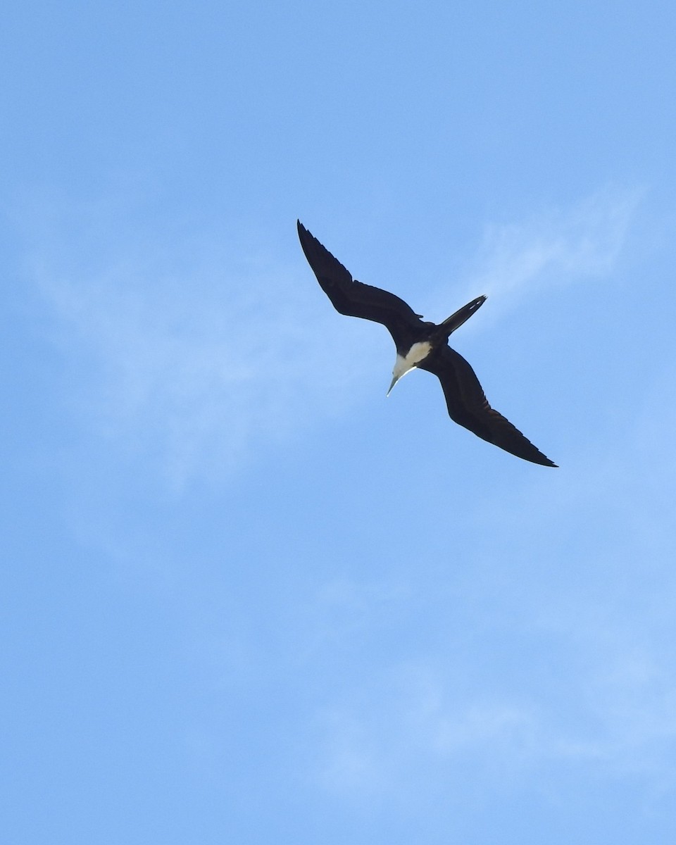 Magnificent Frigatebird - ML614346828