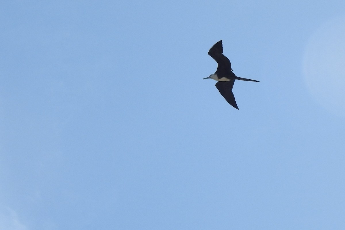 Magnificent Frigatebird - ML614346830