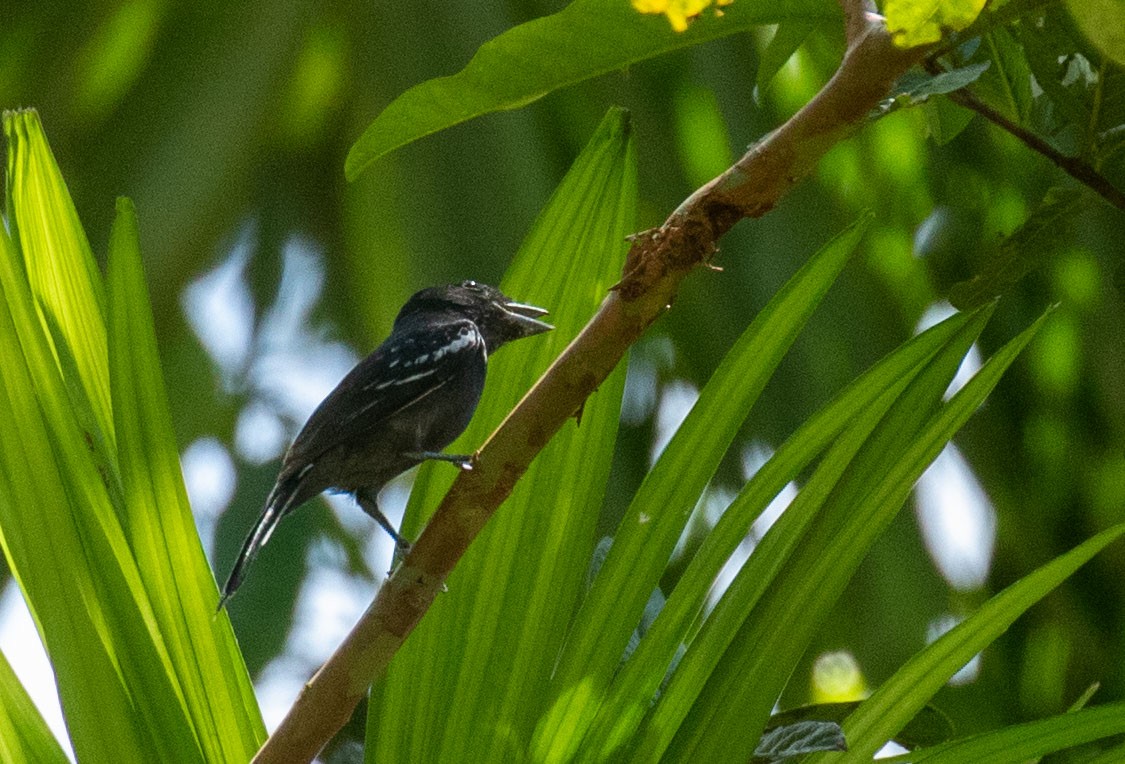 Black Antbird - ML614346831