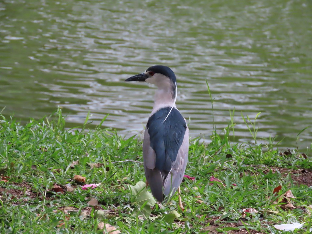 Black-crowned Night Heron - Ursula K Heise