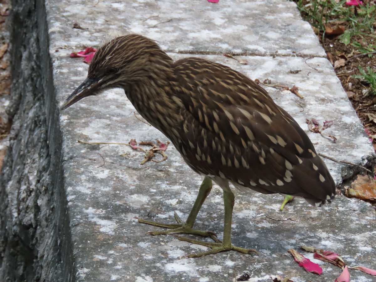 Black-crowned Night Heron - ML614346954