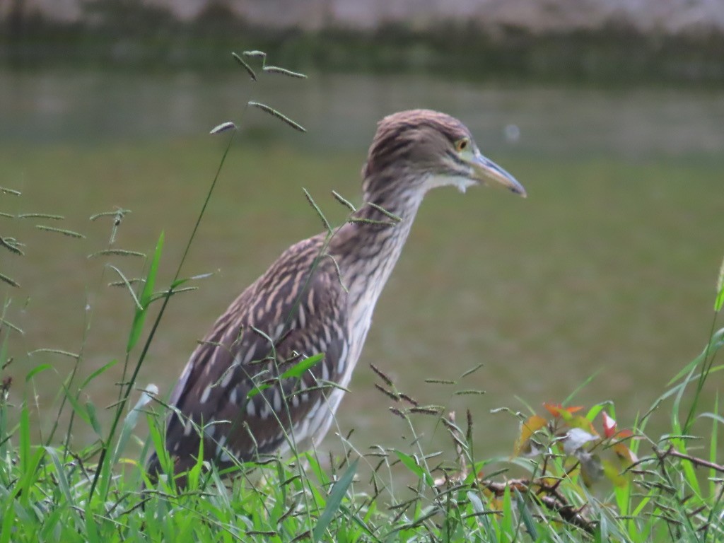 Black-crowned Night Heron - ML614346969