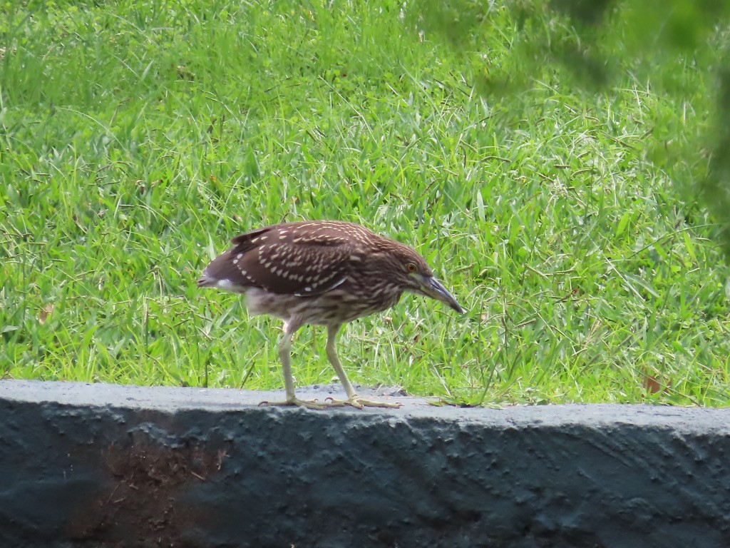 Black-crowned Night Heron - ML614346974