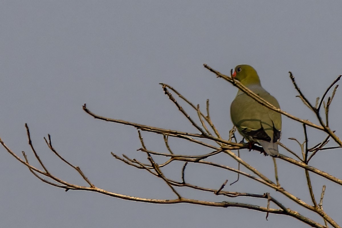 African Green-Pigeon - ML614346979