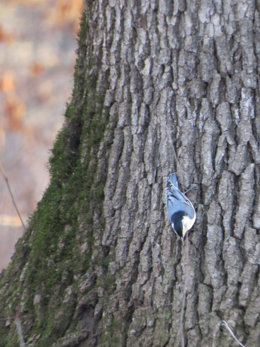 White-breasted Nuthatch - ML614346990