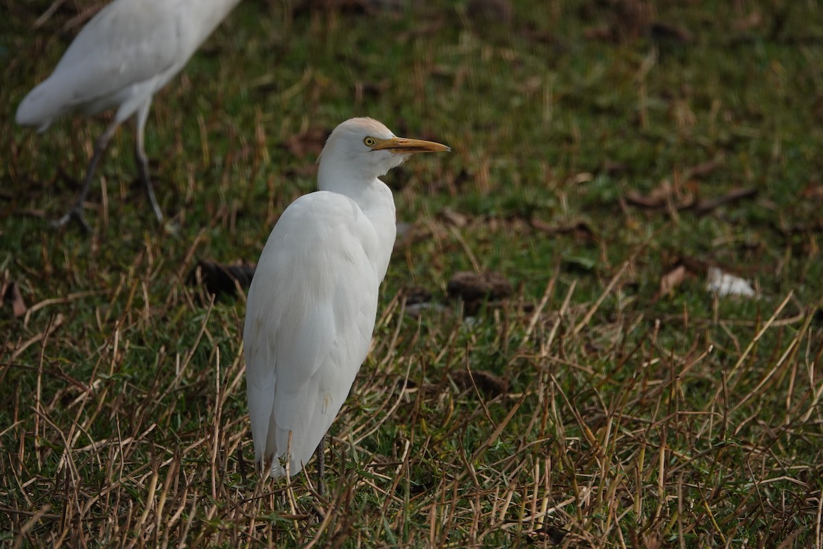 Western Cattle-Egret - ML614346993