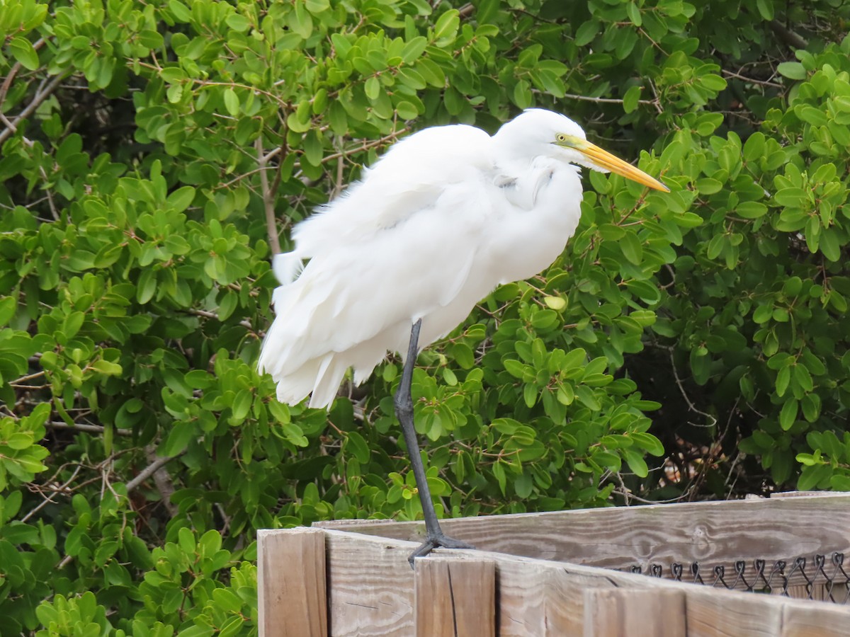 Great Egret - ML614346997