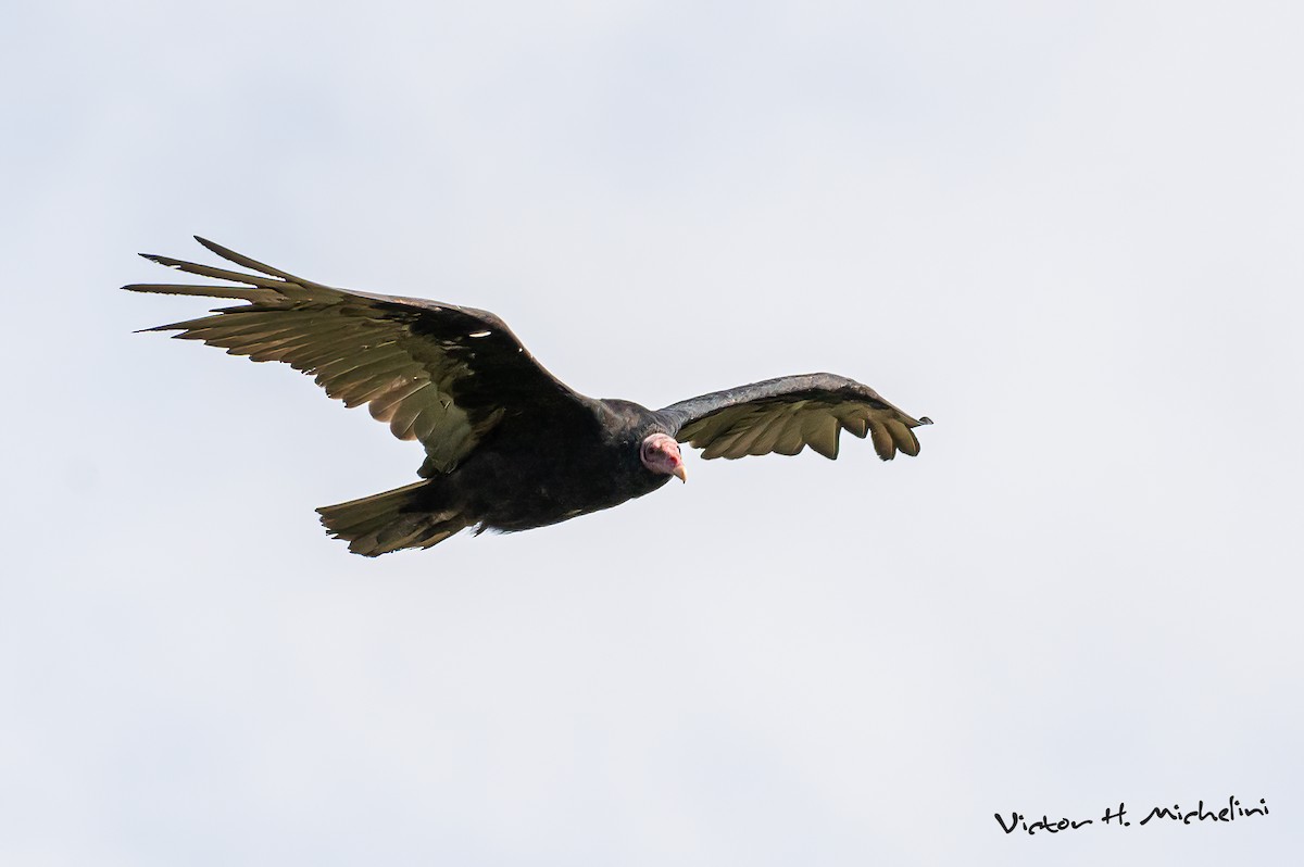 Turkey Vulture - ML614347000