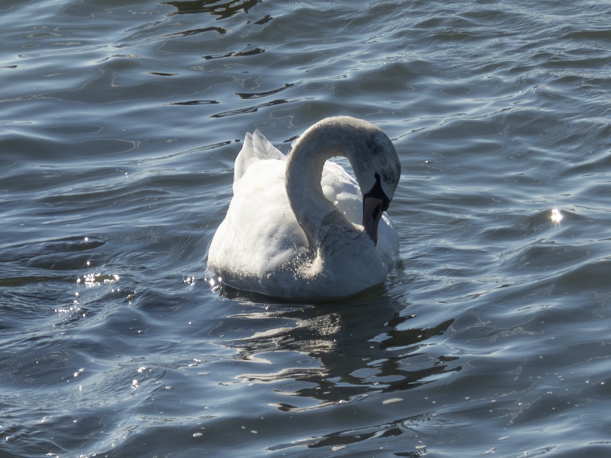 Mute Swan - ML614347021