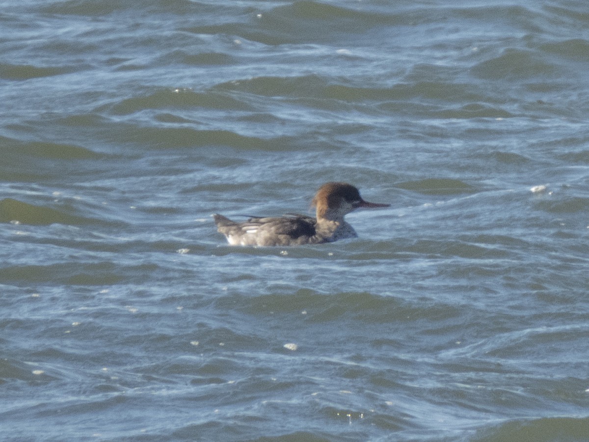 Red-breasted Merganser - ML614347031