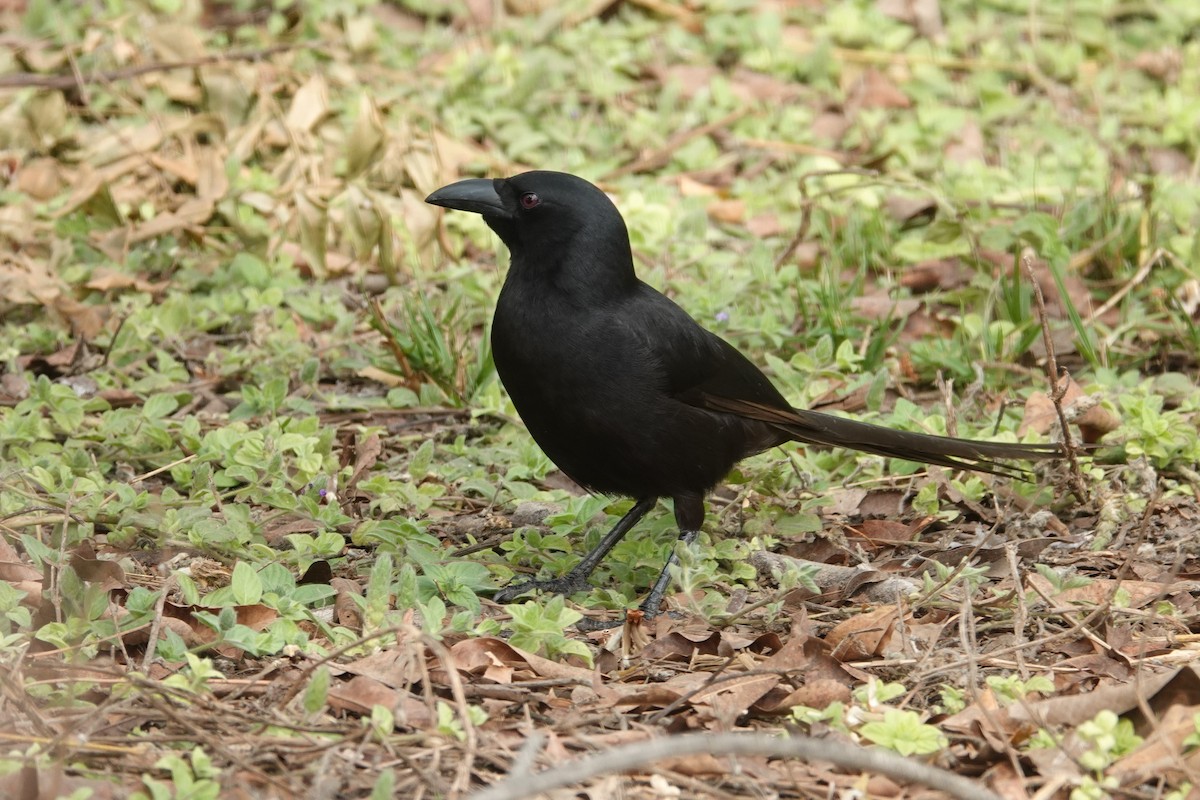 Piapiac - ML614347036