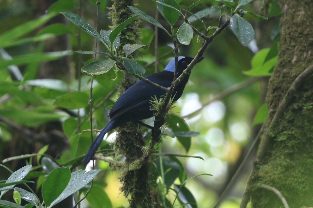 Azure-hooded Jay - Ethan Goodman