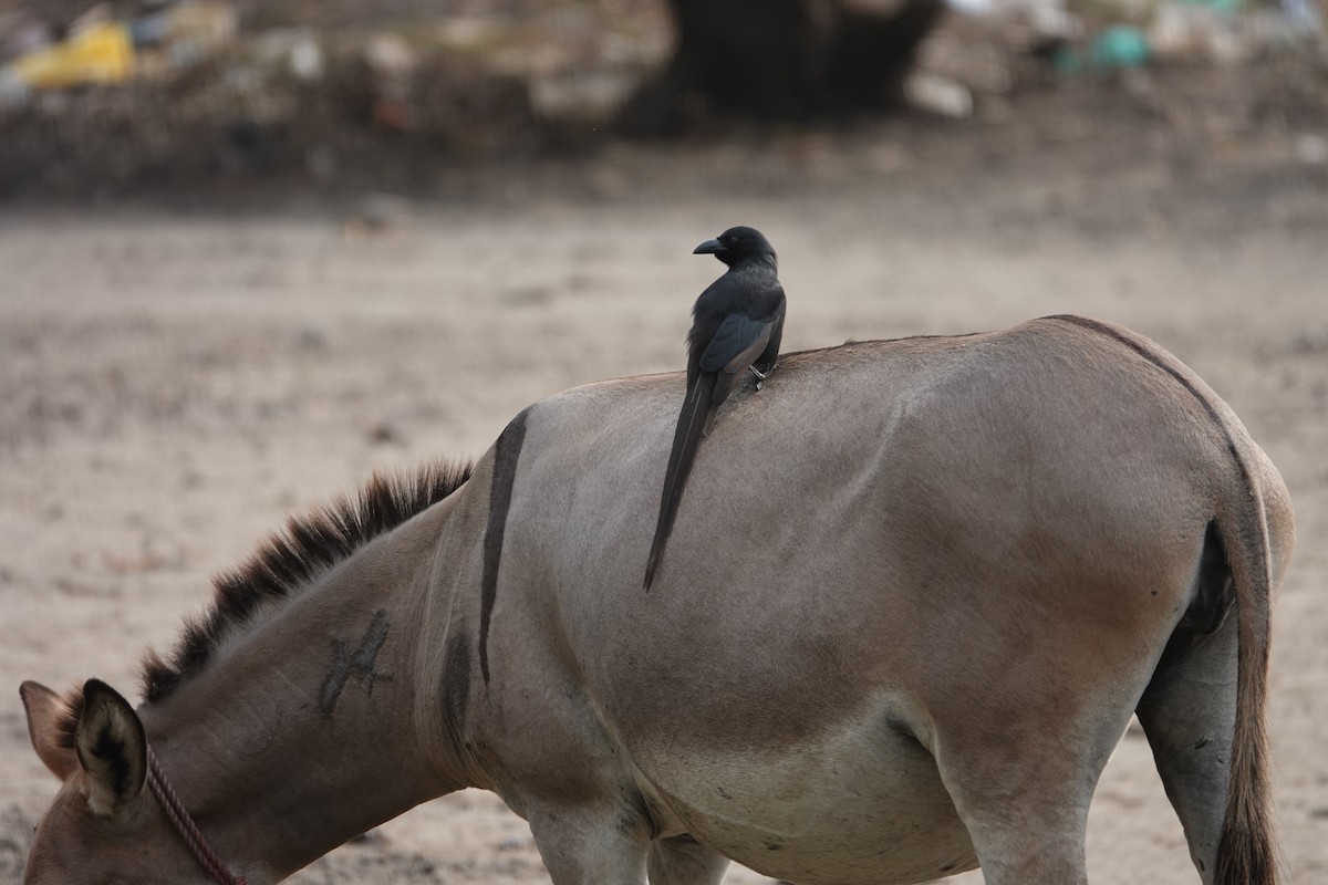 Piapiac - ML614347042