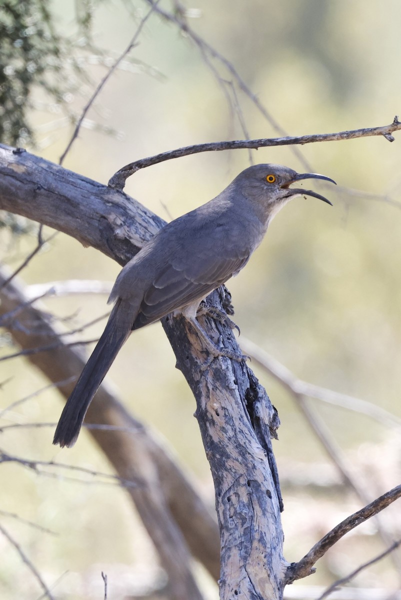 Curve-billed Thrasher - ML614347045