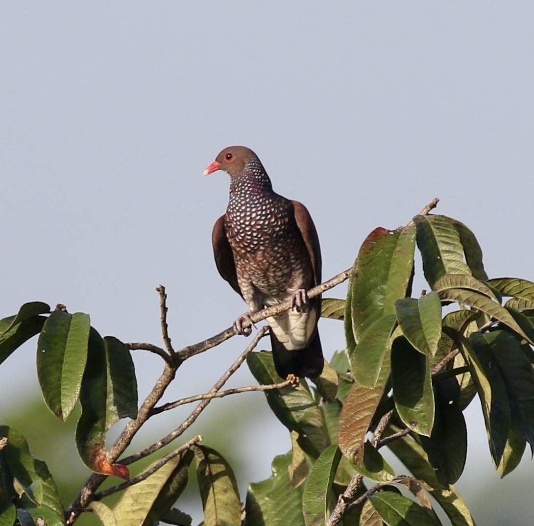 Scaled Pigeon - ML614347082