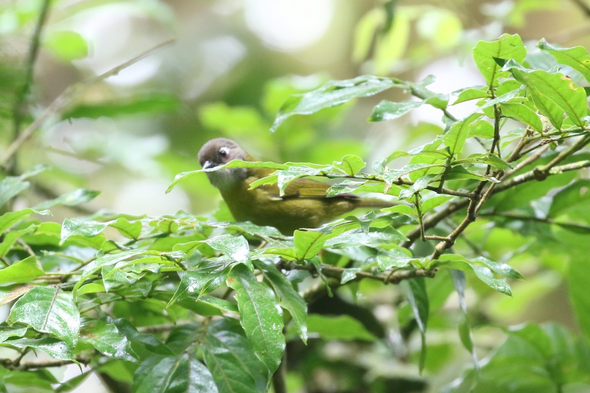 Common Chlorospingus - Ethan Goodman