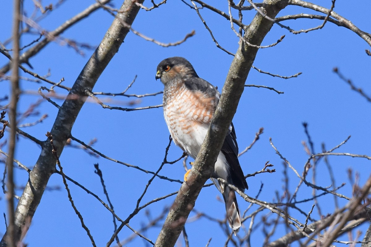 Sharp-shinned Hawk - ML614347105