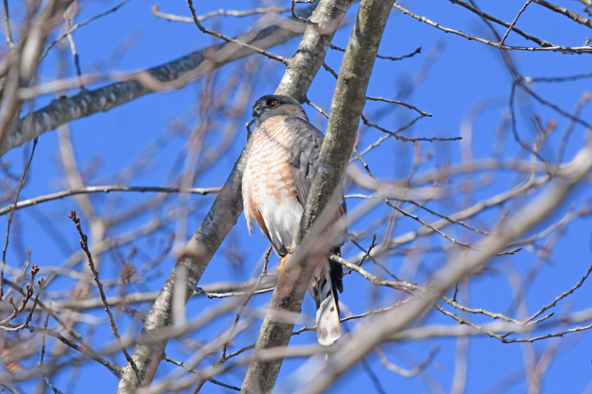 Sharp-shinned Hawk - ML614347106