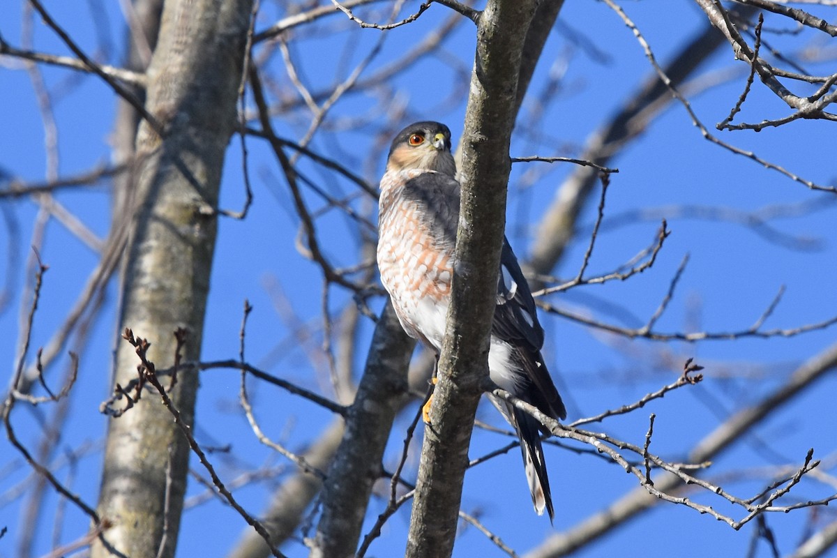 Sharp-shinned Hawk - ML614347107