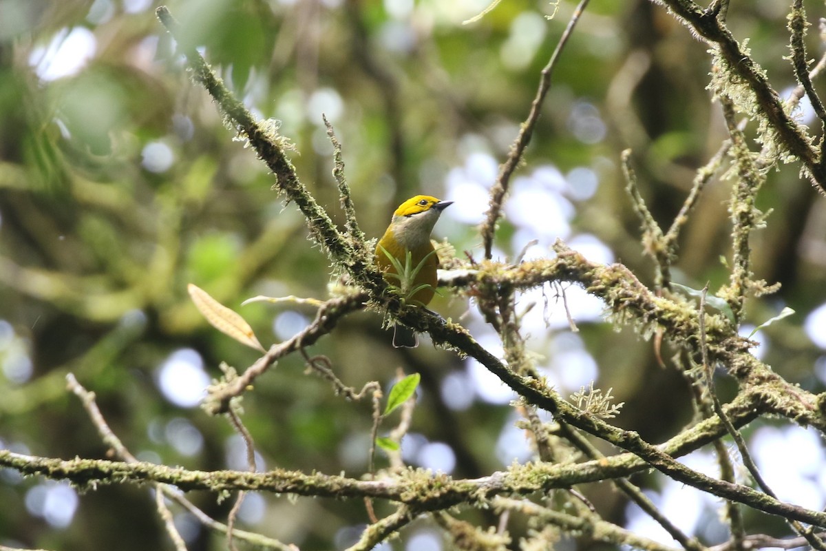 Silver-throated Tanager - Ethan Goodman