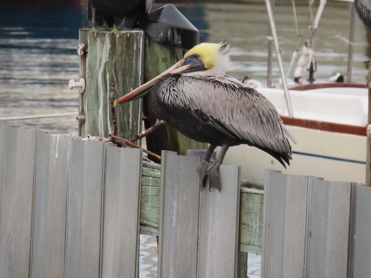 Brown Pelican - Fabien - Nicole Létourneau