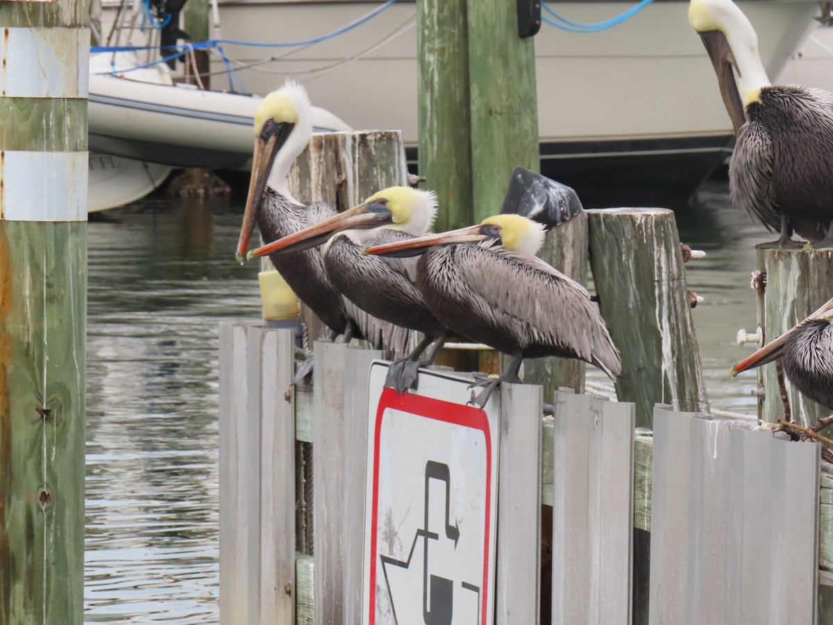 Brown Pelican - ML614347157