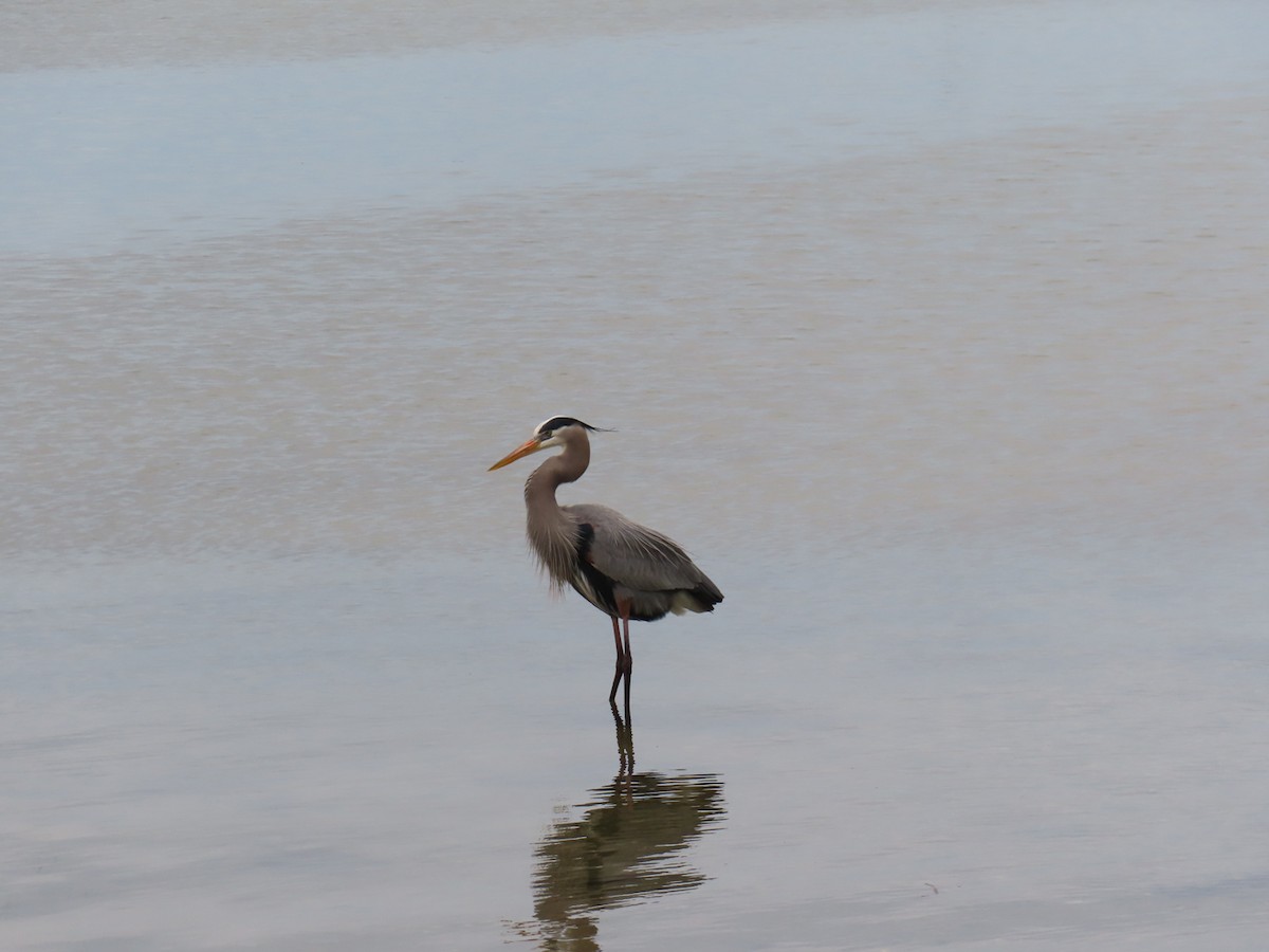 Great Blue Heron - ML614347160