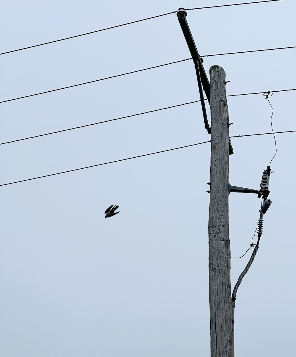 Peregrine Falcon - ML614347179