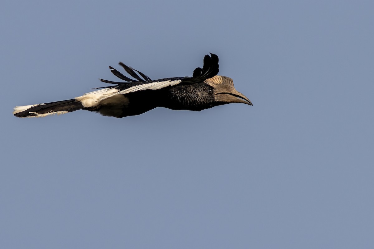 Black-and-white-casqued Hornbill - ML614347194