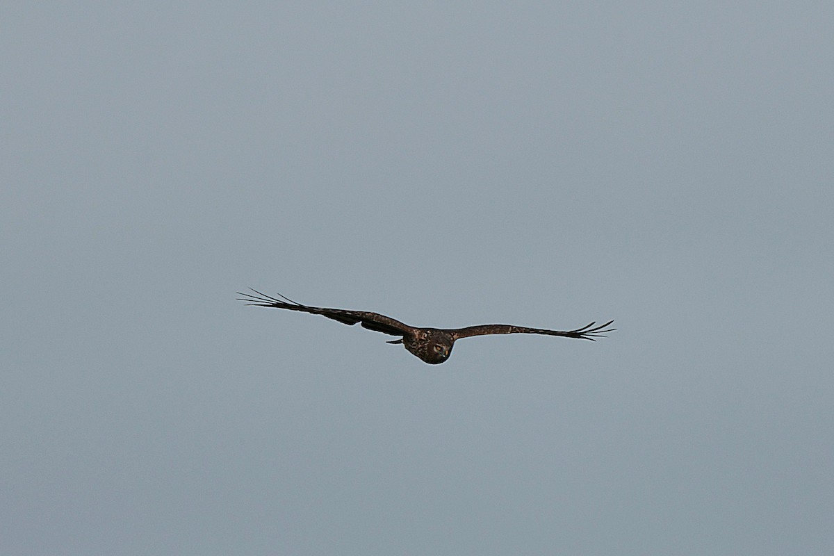 Hen Harrier - ML614347196