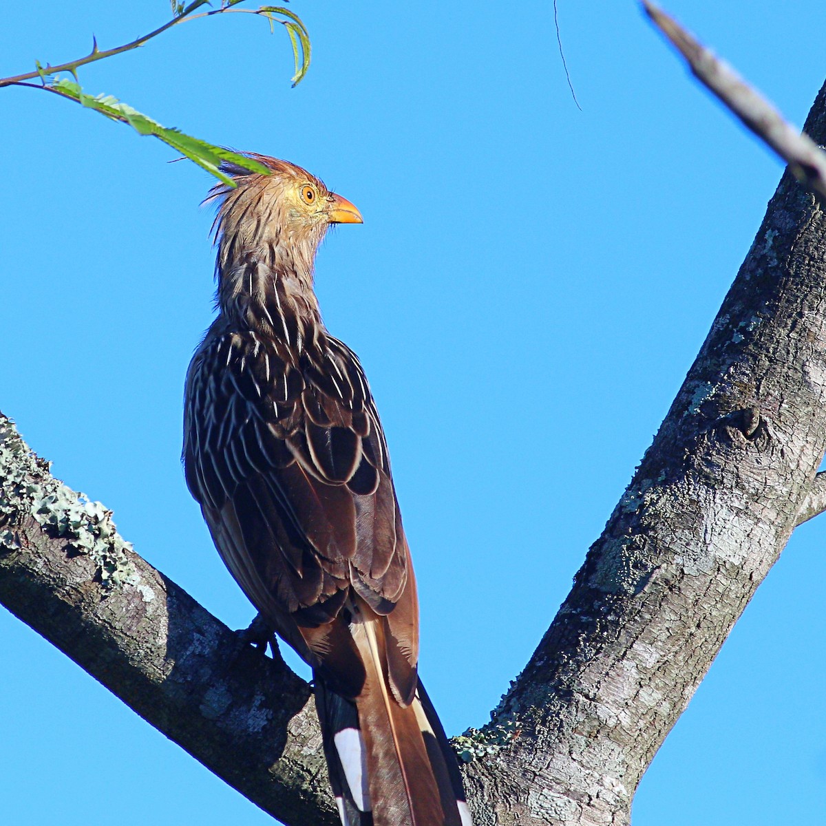 Guira Cuckoo - ML614347279