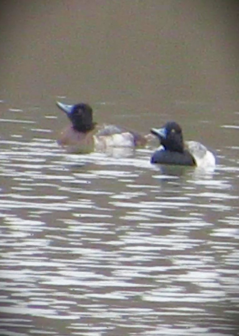 Lesser Scaup - Fred Kachmarik