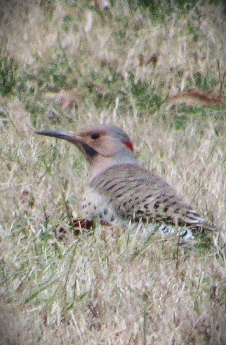 Northern Flicker - ML614347306