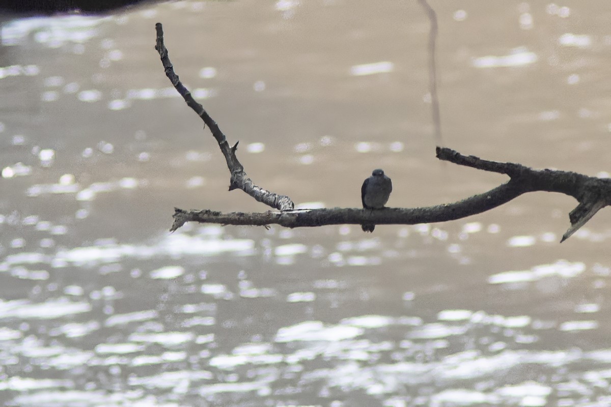 Cassin's Flycatcher - ML614347310