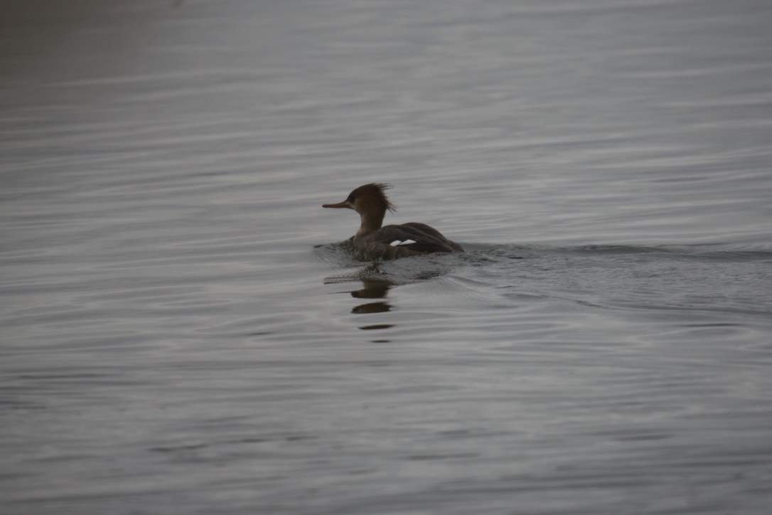 Red-breasted Merganser - ML614347320