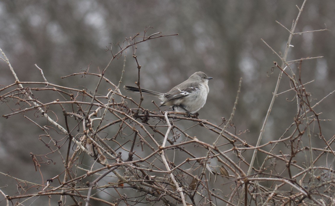 Northern Mockingbird - ML614347324