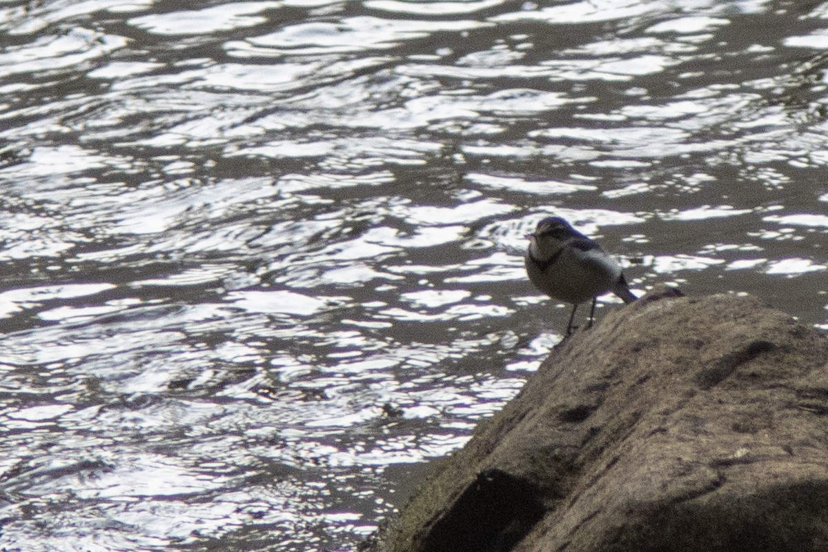 Mountain Wagtail - ML614347395