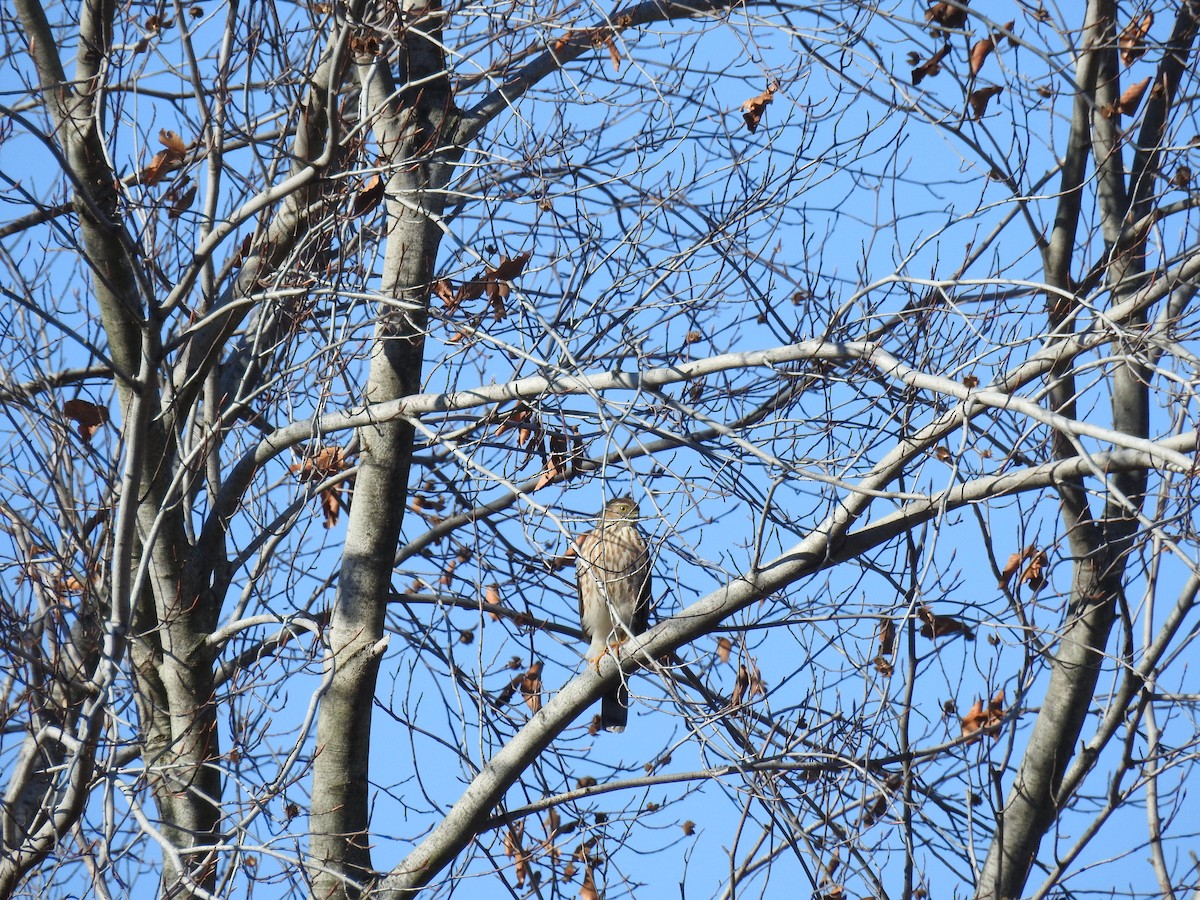 Sharp-shinned Hawk - ML614347399