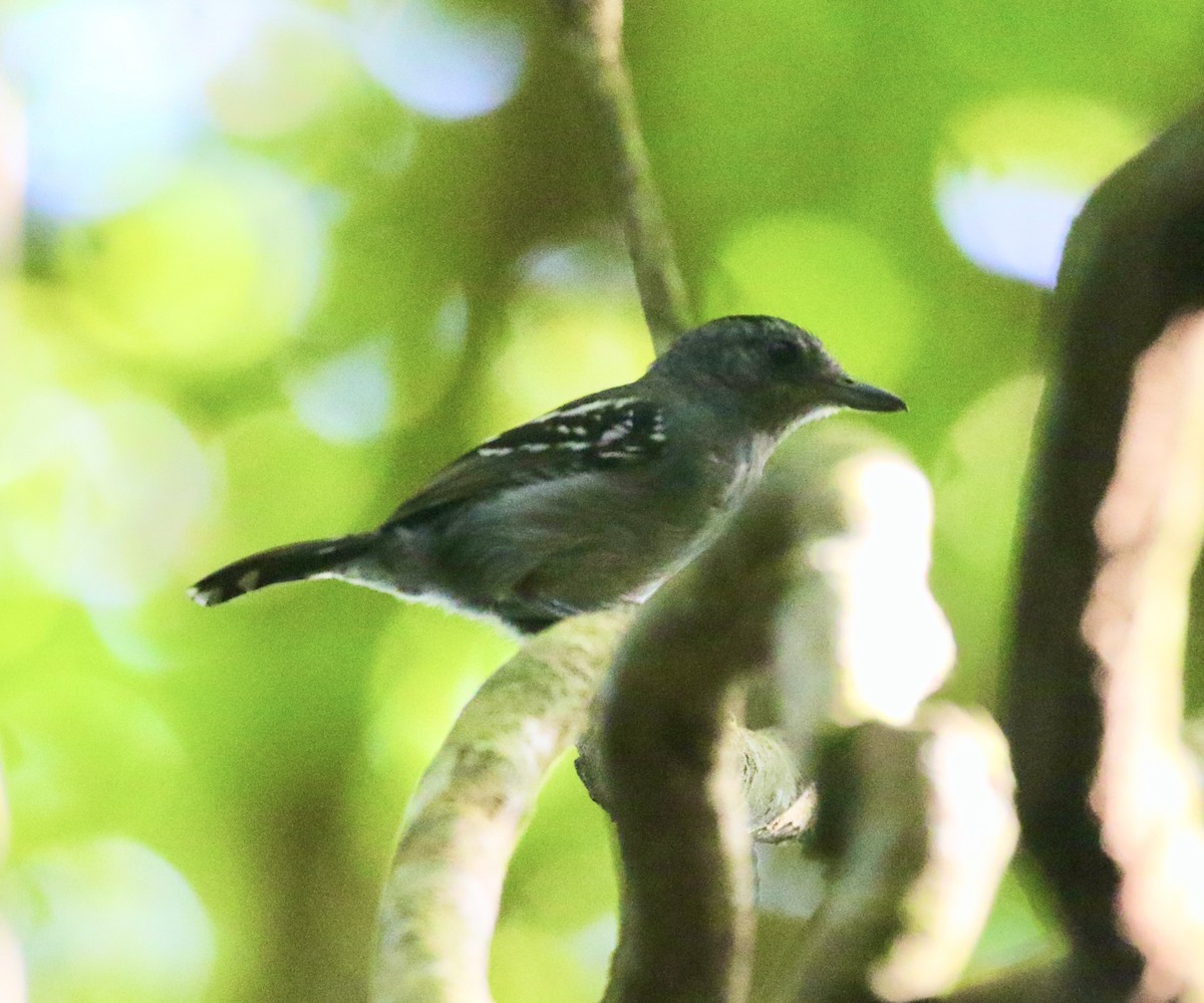 Black-crowned Antshrike - ML614347400