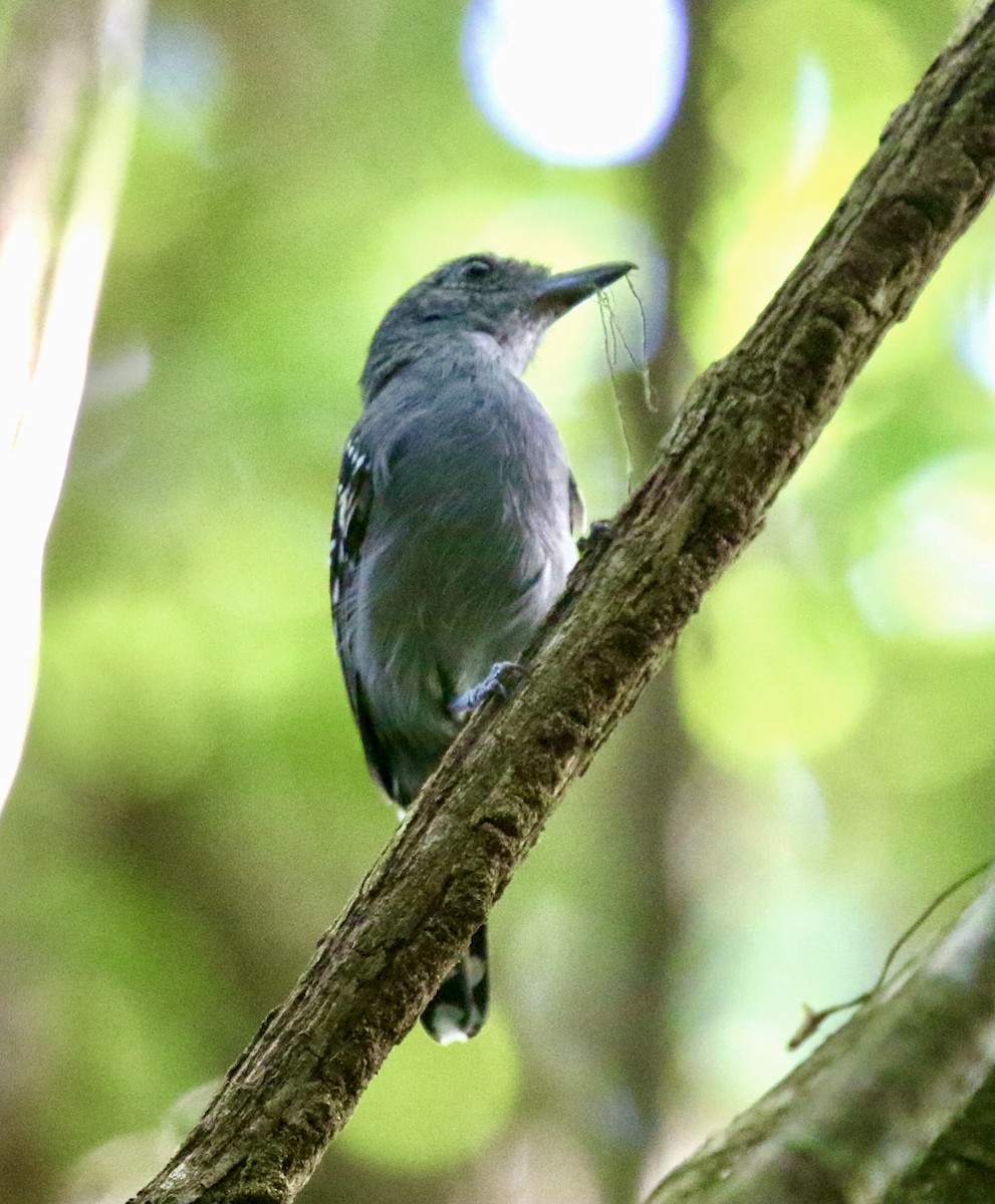 Black-crowned Antshrike - ML614347401