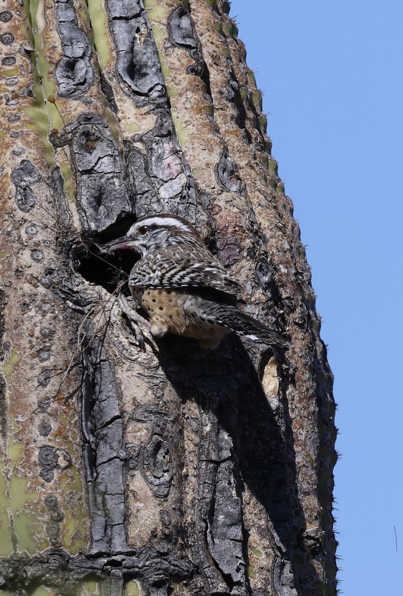 Cactus Wren - ML614347417