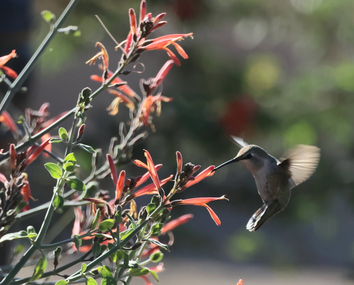 Costa's Hummingbird - ML614347489
