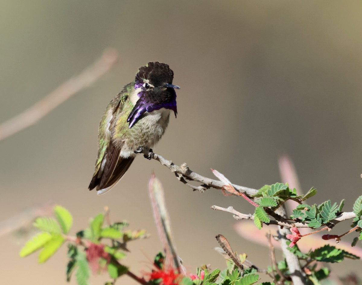 Costa's Hummingbird - ML614347490