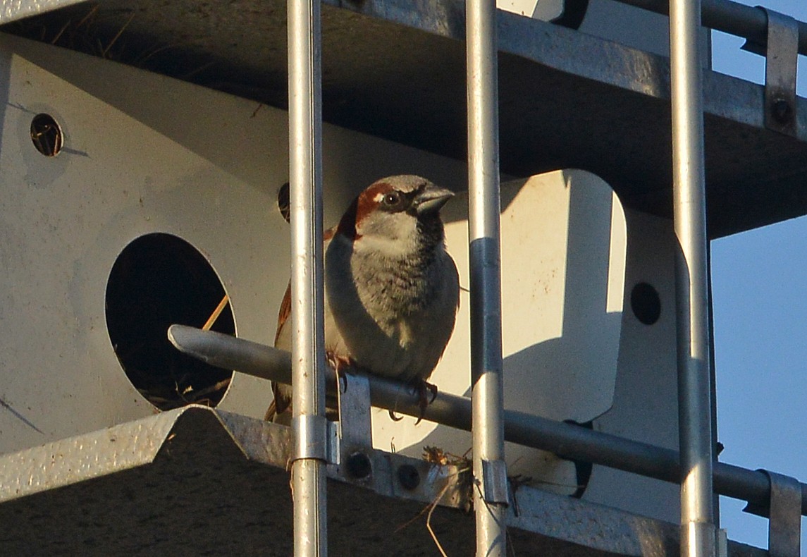 House Sparrow - Bill Telfair