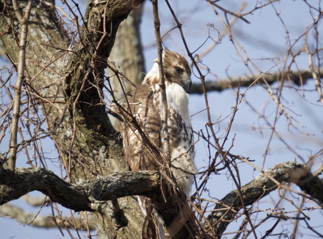 Red-tailed Hawk - ML614347585