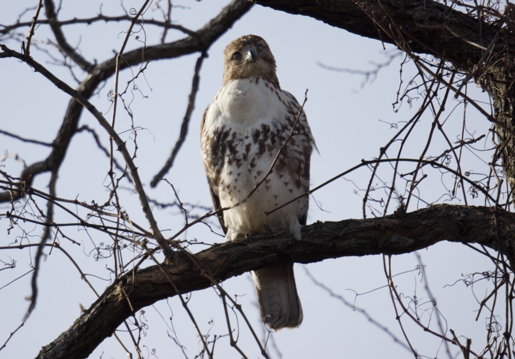 Red-tailed Hawk - ML614347590