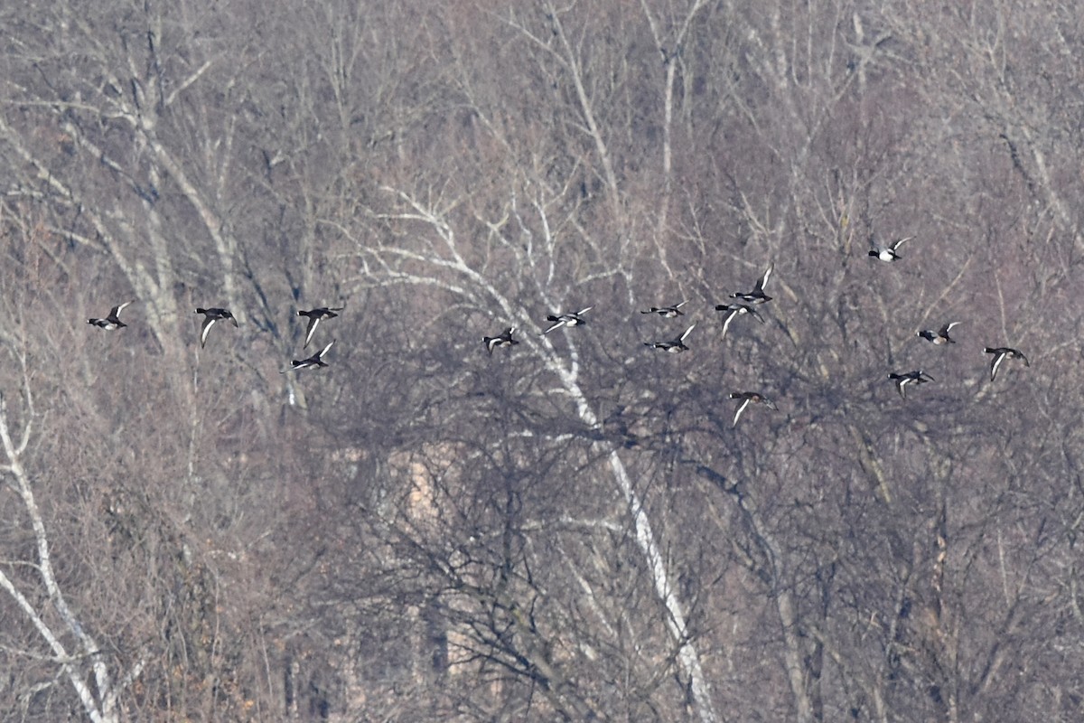 Greater Scaup - ML614347594