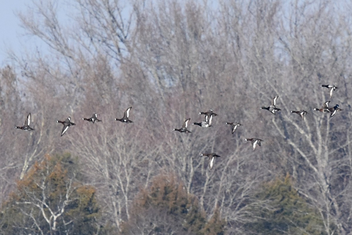 Greater Scaup - ML614347595